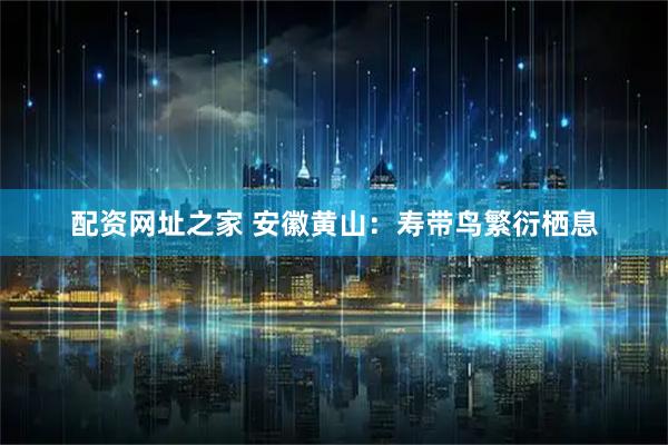 配资网址之家 安徽黄山：寿带鸟繁衍栖息